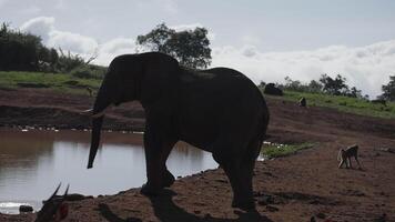 l'éléphant près une étang les boissons l'eau avec ses tronc video