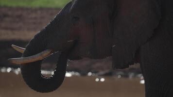 An elephant drinks water with its trunk video