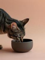 Tabby Cat Eating from a Bowl photo