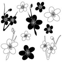 Plum blossom. A set of blooming plum flowers, contours and solid shapes ,black and white, isolated on a white background. Lunar New Year symbol, web and digital design elements, greeting cards vector