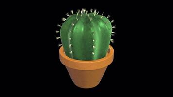 Cactus in Pot Rotating on a Transparent Background. Seamless Loop. Plant. 4K video