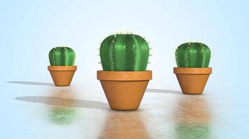 Cactus Plants in Pots 3D Animation. Cactus on a Reflective Floor. Greenery. 4K video