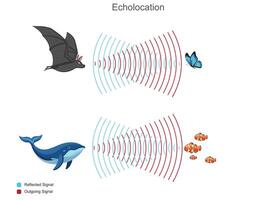 Echolocation is used by animals like bats to navigate by detecting echoes from sound waves vector