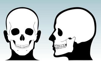 human skull with silhouette head front and side view vector