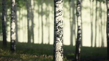 Group of Birch Trees Standing in Grass video