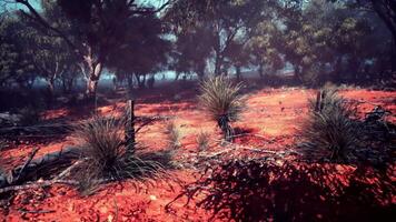 Red Dirt Field With Trees and Bushes video