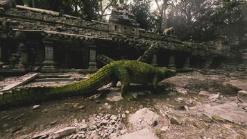 Crocodile exploring ancient ruins in a dense tropical jungle setting video