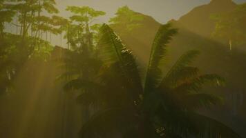 Sun Shining Through Trees in Jungle video