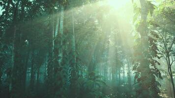 Sun Shining Through Trees in Forest video