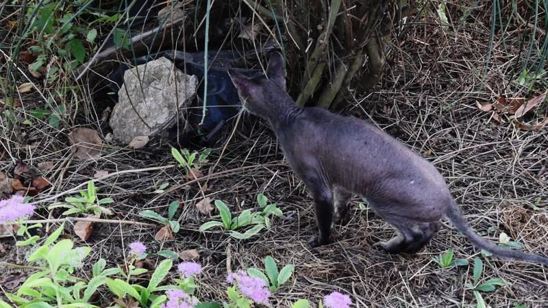 Hairless Sphynx cat walks in park, looks around fearfully, stepping cautiously, run away. Purebred cat with short whiskers and grey skin with no fur. Pet walking outdoors 53108091 Stock Video at Vecteezy