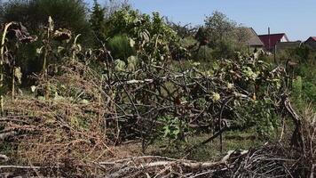 Wilted sunflowers and fading weeds swaying in wind in rural kitchen garden with rustic fence made of branches. Ranch style fence in harvest garden in autumn. Rural vegetables growing at farm garden video