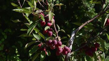 Many tiny red apples hanging on branches with green leaves swaying in wind. Malus crabapple tree with organic fruit apples in harvest time. Orchard gardening video