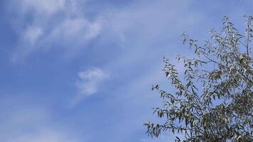 Time lapse white clouds formation in clear blue sky and branches of Elaeagnus shrub sway in breeze. Cloudscape timelapse and silverberry tree at sky only. Nature background with copy space video