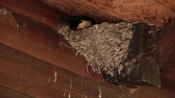 Nest of swallows under wooden roof of farmhouse. Swallow fly and feed nestlings. Martin bird inside nest take care of nestlings. Spring bird nest under roof - symbol of happiness in rustic house video