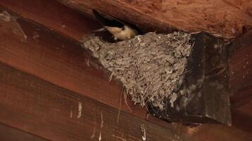 Nest of swallows under roof of house in village closeup. Swallow fly and feed nestlings. Take care of nestlings, ensure safety from external dangers. Nest under roof - symbol of happiness in house video