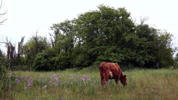 Red cow with horns and udder graze in springtime meadow with green grass and blooming pink and purple wildflowers. Pan view spring grassland with grazing livestock cow and green trees at background video