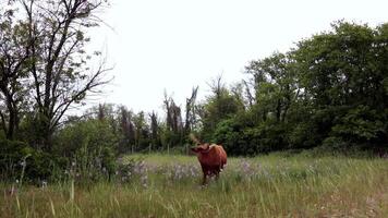 Red cow graze in springtime meadow with green grass and blooming pink wildflowers. Cow waves tail to avoid insects. Pan view spring grassland with grazing livestock cow and green trees at background video