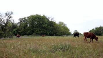Red cows graze in springtime meadow with green grass fluttering in wind and birds flying low under land. Pan view spring grassland with livestock and red calf walking while grazing. Countryside life video