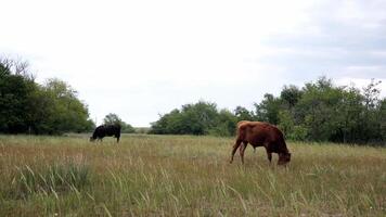 Cows graze in springtime meadow with green grass fluttering in wind and birds flying low under land. Pan view spring grassland with livestock and red calf walking while grazing. Countryside life video