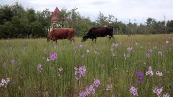 Cows calves graze in springtime meadow with green grass and blooming pink and purple wildflowers on foreground. Pan view spring grassland with grazing livestock cows and country house at background video