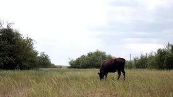 Black cow with horns and udder graze in springtime meadow with green grass in windy weather. Spring grassland with grazing livestock cow and green trees at background video