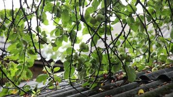 Panning view tree branches with hanging apple fruits in rustic orchard at countryside in rain. Wet leaves and branches of apple trees above old farmhouse rooftop. Summer rain in village garden video