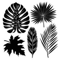 A set of black and white silhouettes of palm leaves vector