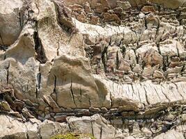 The structure of the bark of a palm tree. Southern tree bark. The protective cover of the palm tree. photo