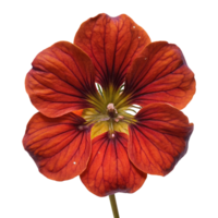 A red flower with yellow centers is shown png