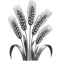 A black and white drawing of wheat vector