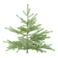 3d rendering of Balsam fir tree tree isolated on transparent Canvas png