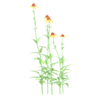 3d rendering of Echinacea Fountain plant isolated on transparent Canvas png