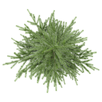 collection of Fir tree with realistic style from top view png