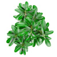 collection of Rubber fig tree isolated on transparent Canvas from the top view png
