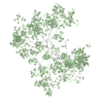 Green Eucalyptus tree isolated on transparent Canvas from top view png