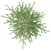 3d illustration of Fir tree isolated on transparent canvas from top view png