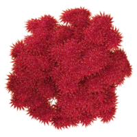 3d illustration of Japanese Maple tree isolated on transparent canvas from top view png