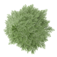 3d illustration of Spruce tree isolated on transparent canvas from top view png