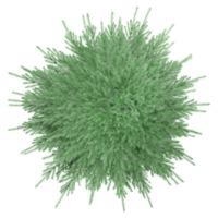 collection of Spruce tree with realistic style from top view png