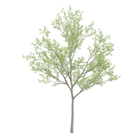 collection of Eucalyptus tree isolated on transparent Canvas png