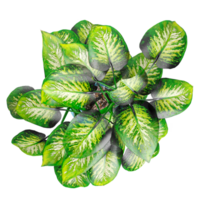 collection of Dieffenbachia seguine in pot with realistic style from top view png
