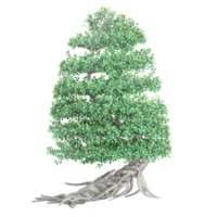 3d Rendering Of Chinese banyan tree on Transparent Canvas png