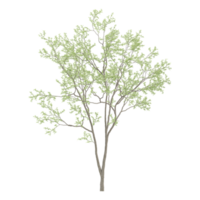 collection of Eucalyptus tree with realistic style png