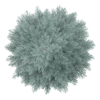 3d illustration of White fir tree isolated on transparent canvas from top view png