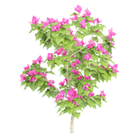 3d illustration of Bougainvillea tree isolated on transparent canvas png