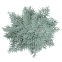 collection of White fir tree isolated on transparent Canvas from the top view png