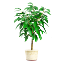 collection of Rubber fig tree isolated on transparent Canvas png