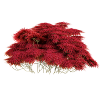 3d illustration of Japanese Maple tree isolated on transparent canvas png