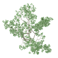 3d illustration of Eucalyptus tree isolated on transparent canvas from top view png