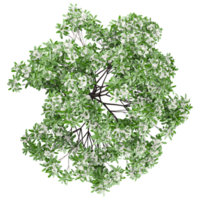 3d Rendering Of Chionanthus retusus Plant on Transparent Canvas from the top view png
